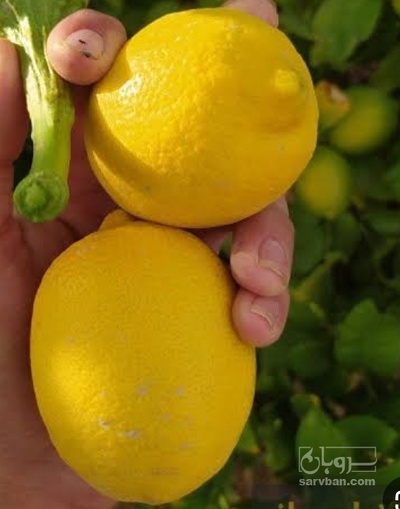 فروش لیمو ترش خارگی