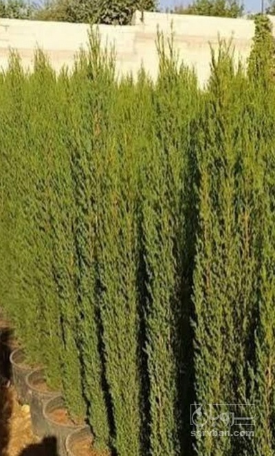 فروش سروناز شیرازی