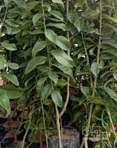 فروش نهال نارنج