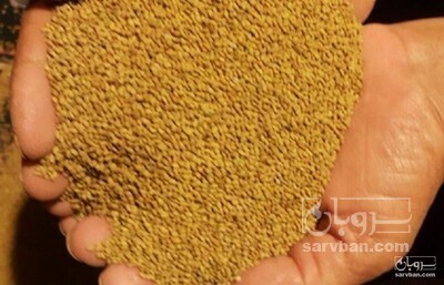 فروش بذر یونجه اصلاح شده