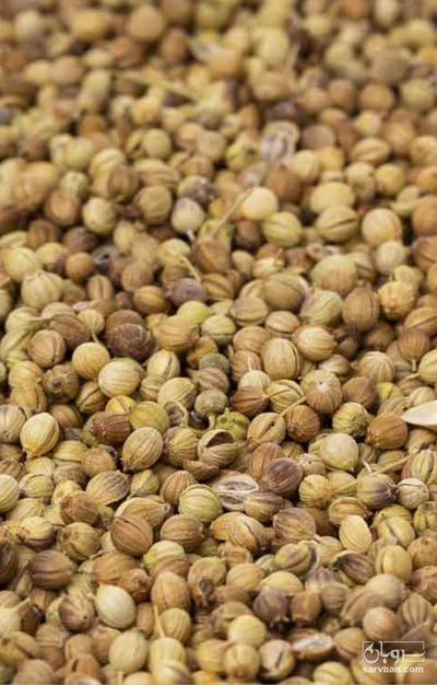 فروش تخم گشنیز