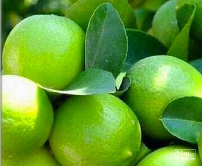 فروش لیموترش