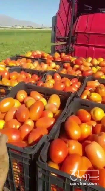 فروش گوجه فرنگی