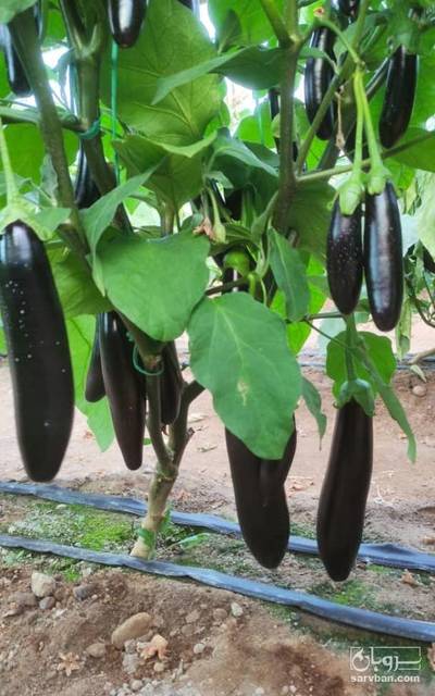 فروش بادمجان