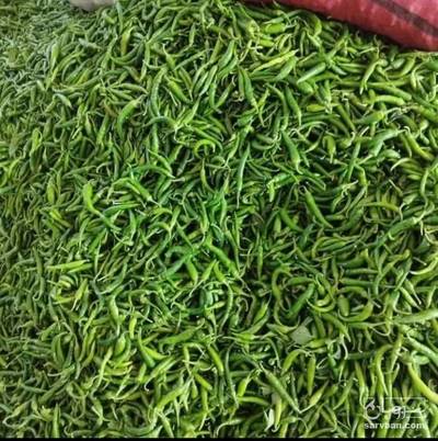 فروش فلفل شمشیری