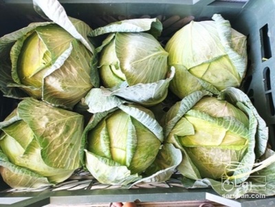 فروش کلم برگی سفید