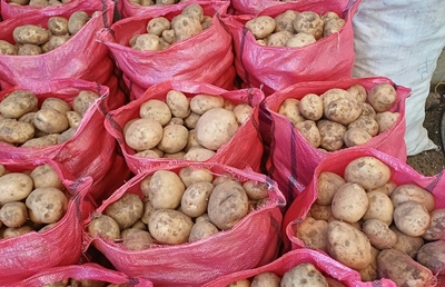 فروش سیب زمینی جلی