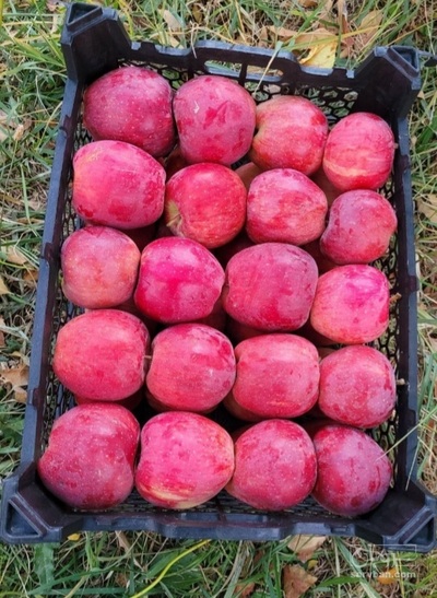 فروش سیب قرمز