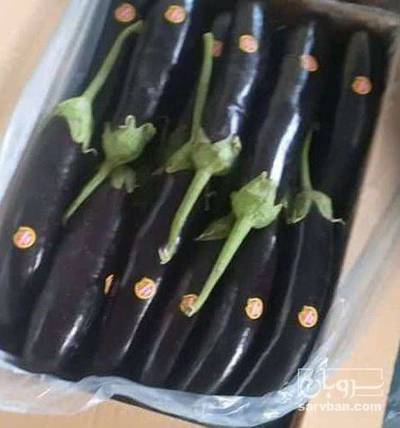 فروش بادمجان قلمی