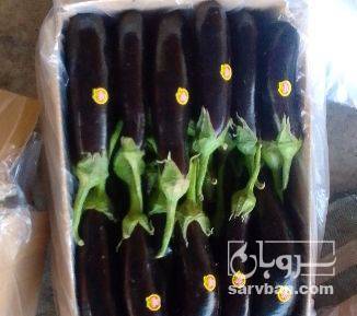 فروش بادمجان قلمی