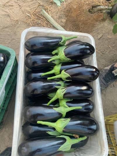 فروش بادمجان لامپی