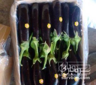 فروش بادمجان قلم هوای ازاد