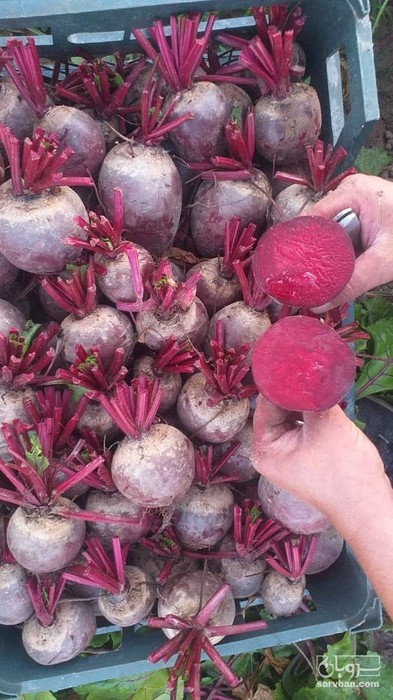 فروش چغندر لبو