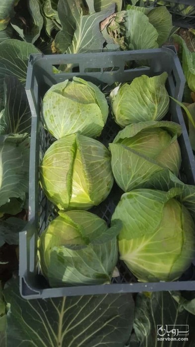 فروش کلم برگی