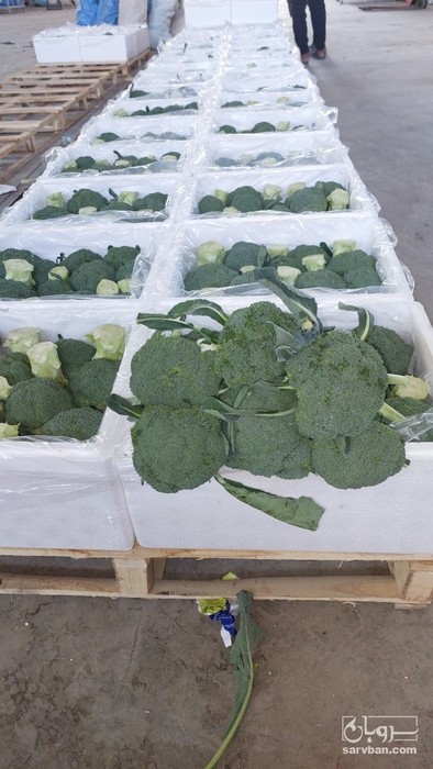 فروش کلم بروکلی