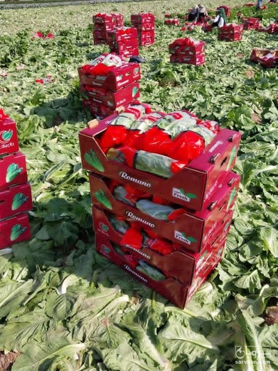 فروش کاهو رسمی