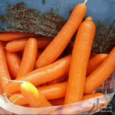 فروش هویج
