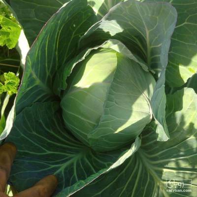 فروش کلم برگی سفید