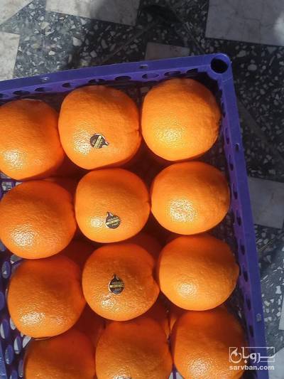 فروش پرتقال