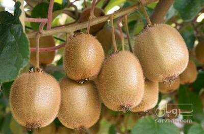 فروش کیوی نوبرانه