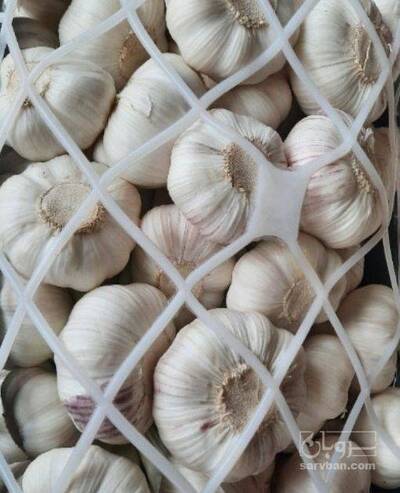 فروش سیر خشک