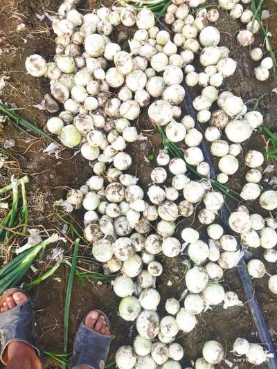 فروش پیاز سفید