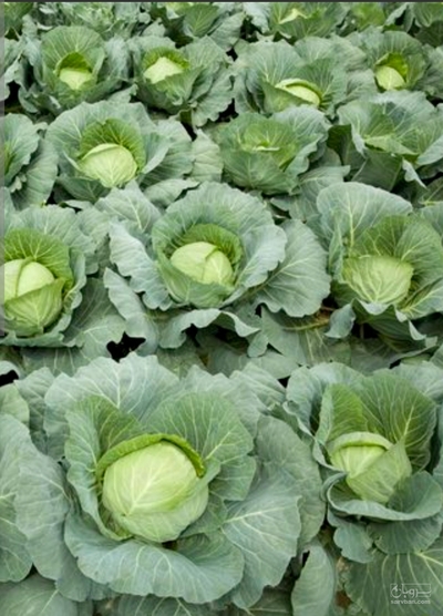 فروش کلم پیچ