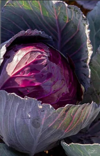 فروش کلم پیچ