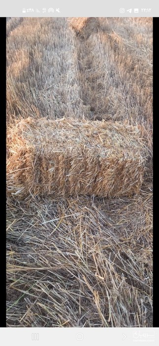 فروش کاه و کلش گندم