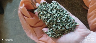 فروش آویشن شیرازی