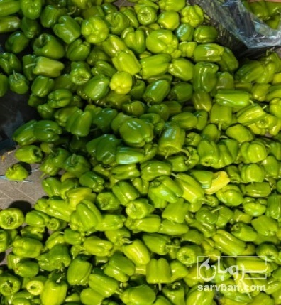 فروش فلفل دلمه ای فسفری