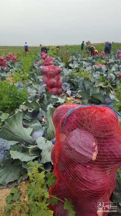 فروش کلم برگی سفید