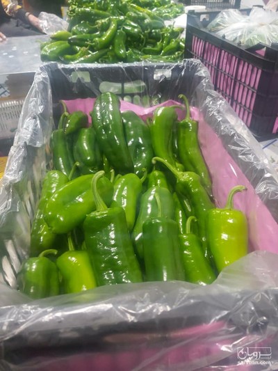 فروش فلفل کاپی سبز و قرمز