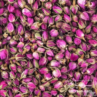 فروش غنچه گل محمدی