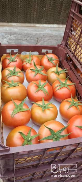 فروش گوجه فرنگی