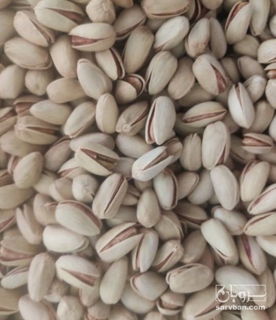 فروش پسته اکبری