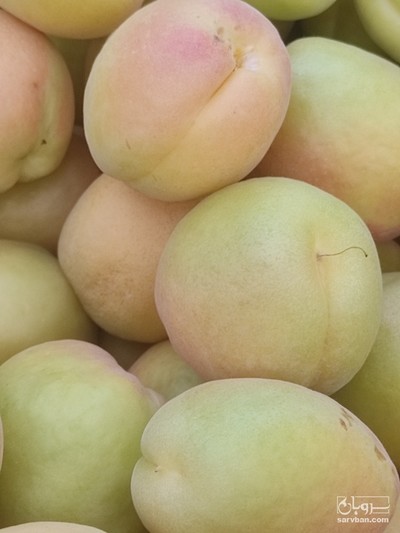 فروش زردآلو