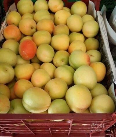 فروش زردآلو