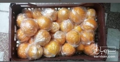 فروش پرتقال