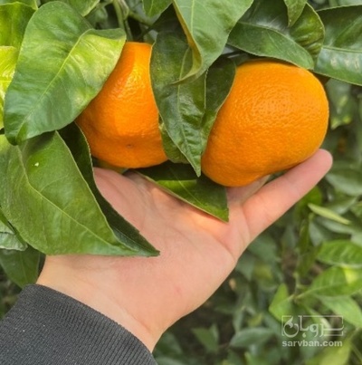 فروش نارنگی