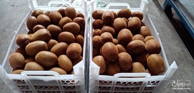 فروش کیوی گرم 60 تا 120 سبد سفید
