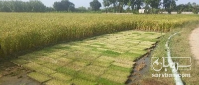 فروش برنج (مشتقات)