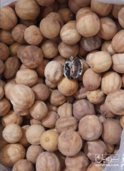 فروش لیمو عمانی