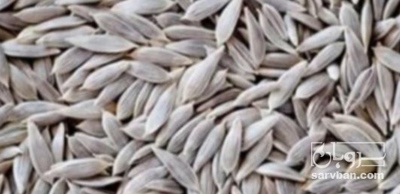 فروش بذر کاهو رسمی