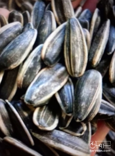 فروش تخمه آفتابگردان بود داده