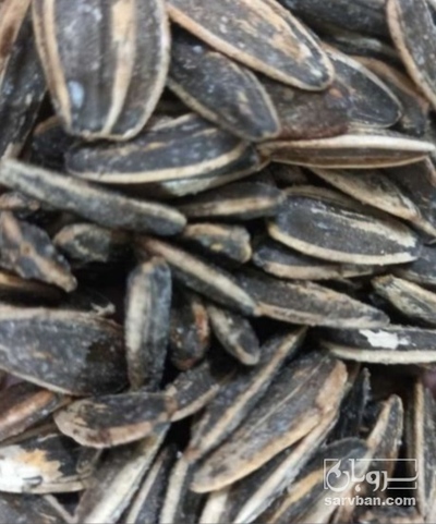 فروش تخمه آفتابگردان بود داده