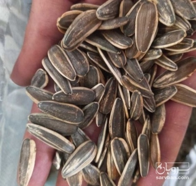 فروش تخمه آفتابگردان بود داده