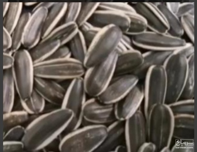 فروش تخمه آفتابگردان بود داده