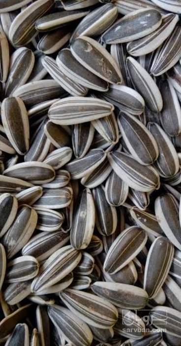 فروش تخمه آفتابگردان بود داده