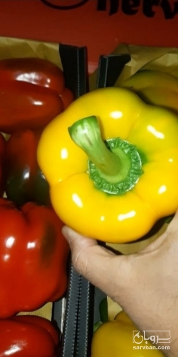 فروش فلفل دلمه ای